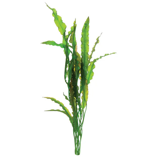 Aponogeton Crispus (Red) Live Aquarium Plant