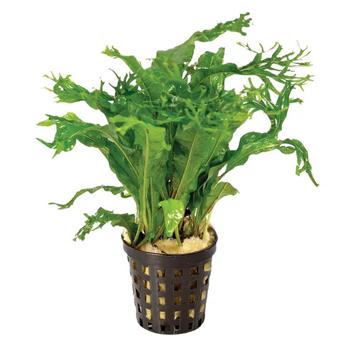 Micro Crested Live Aquarium Plant - 5cm Pot