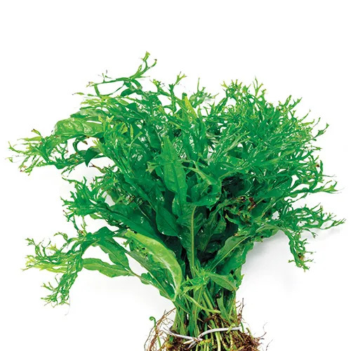 Crested Micro Pteropus Live Aquarium Plant - Medium