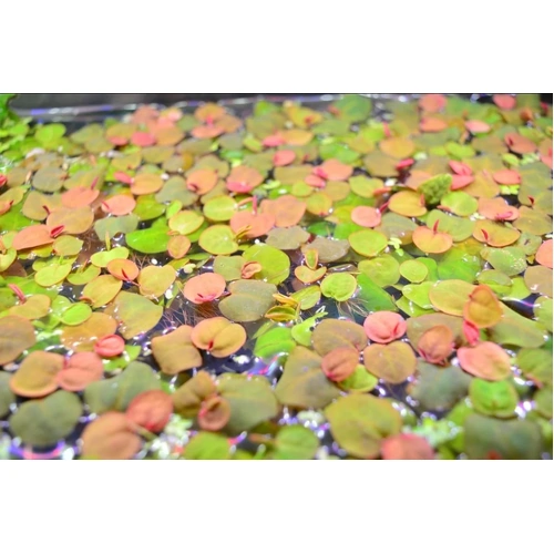 Red Root Floaters