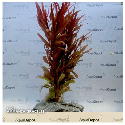 Ammania Gracilis Live Plant Submersed 10-15cm 5 Pack
