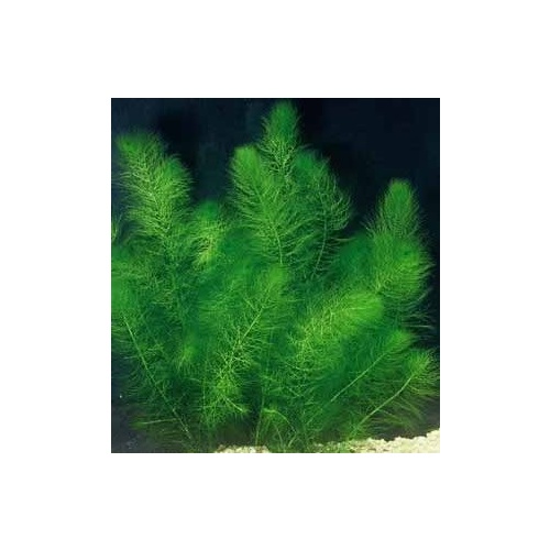 Foxtail Hornwort Live Aquarium Plant