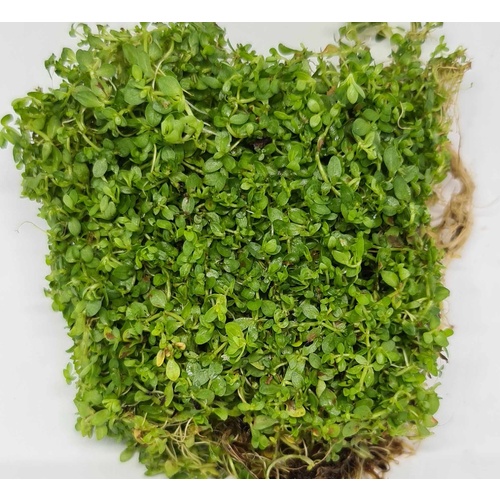 Hemianthus Callitrichoides - Live Aquarium Plant  Fish Tank