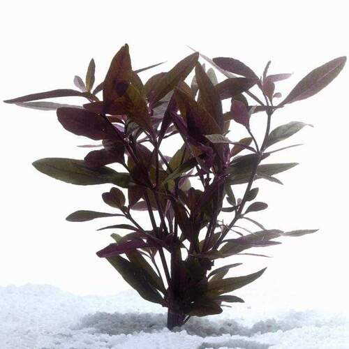 Violet -  Live Aquarium Plant  Fish Tank
