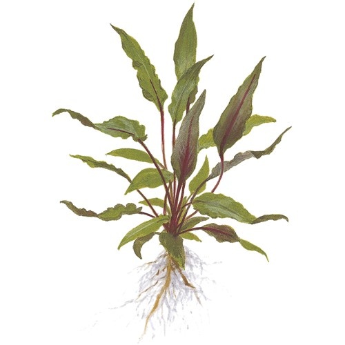Cryptocoryne beckettii 'Petchii' Live Plant