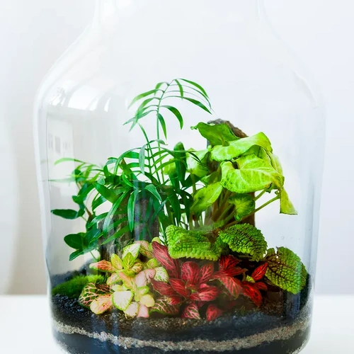Aqua Natural Plant Pod Aquarium Plant Topper Assorted
