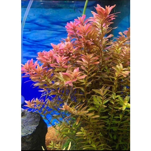 Rotala Rotundafolia Live Plant
