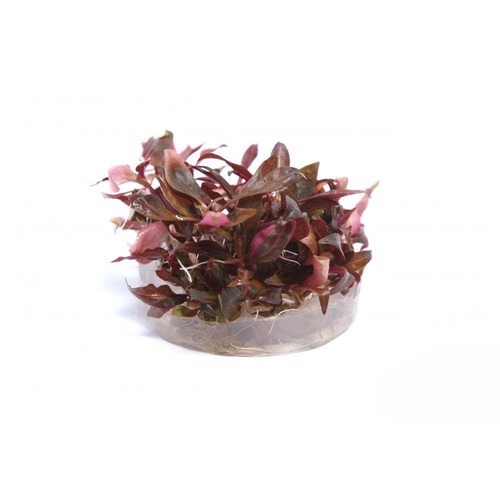Alternanthera Reineckii - Tissue Culture - Live Aquarium Plant  Fish Tank