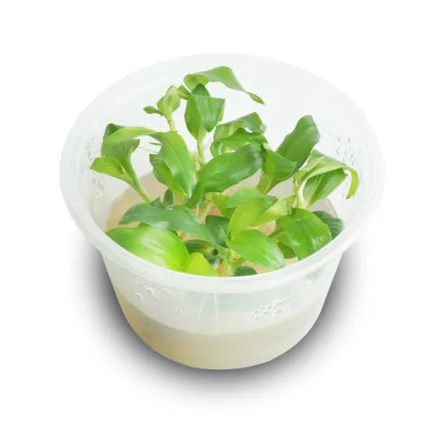 Floscopa Scandens - Tissue Culture - Live Aquarium Plant  Fish Tank