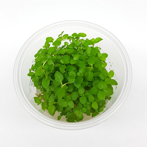  Lysimachia nummularia Pennywort Tissue Culture Live Plant