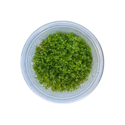Pink Baby Tears Tissue Culture