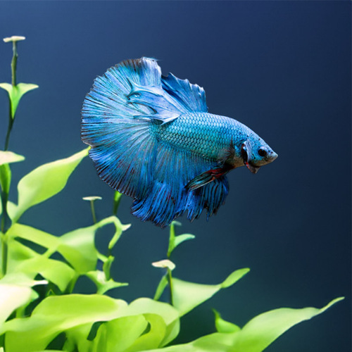 Half Moon Betta Fish 5cm Variety of colours