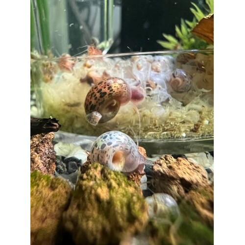 Leopard Rams Horn Snail Small Size