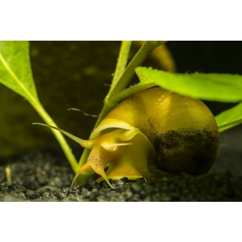 Medium Gold Mystery Snail