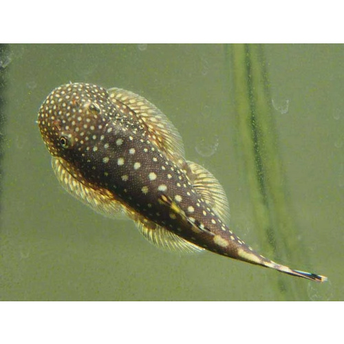 Borneo sucker 3-4cms