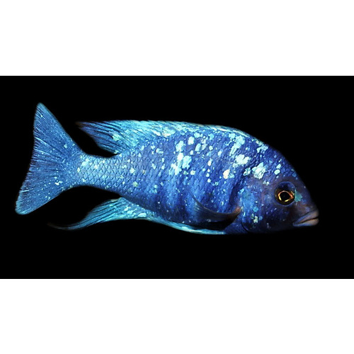 Placidochromis Tanzania Mirrorball Cichlid "Star Saphire" 4cm