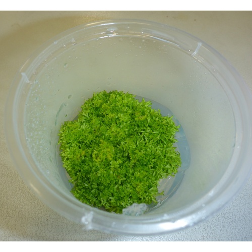Riccia fluitans Tissue Culture – Live Aquarium Plant