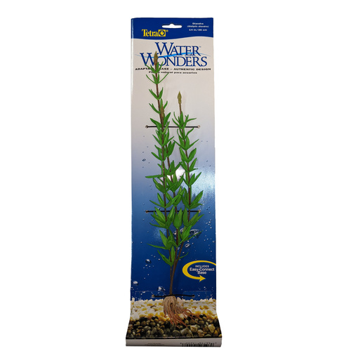 Tetra Diandra Water Wonders Plant Large