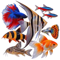 Live Aquarium Fish Australia
