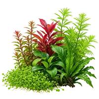 Live Aquarium Plants Australia