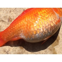 Fish Bloat or Dropsy what is it and how do I deal with it. main image